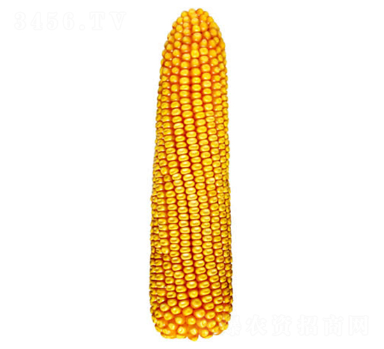 �F��21̖-���׷N��-�F�зN�I(y��)