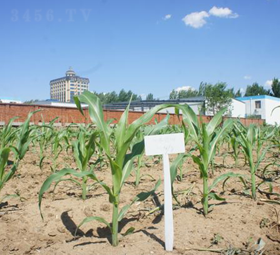 �F��368-���׷N��-�F�зN�I(y��)