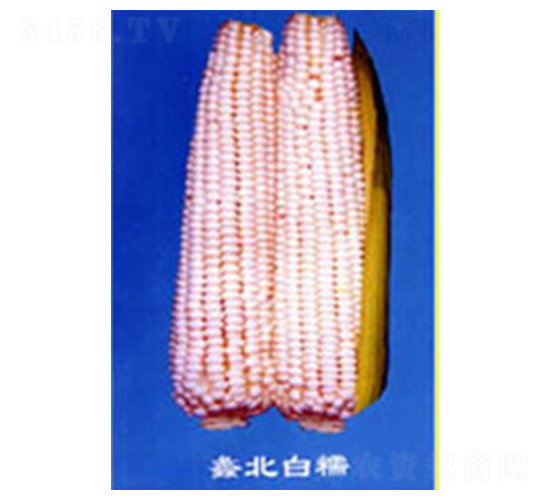 蠡北白糯-糯玉米種子-蠡玉