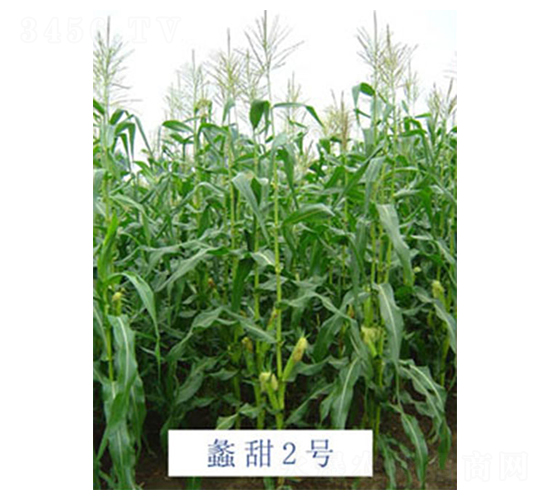 蠡甜2號(hào)-玉米種子-蠡玉