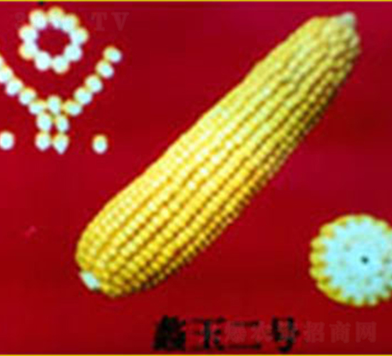 蠡玉2號(hào)-玉米種子-蠡玉