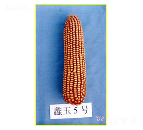 蠡玉5號-玉米種子-蠡玉