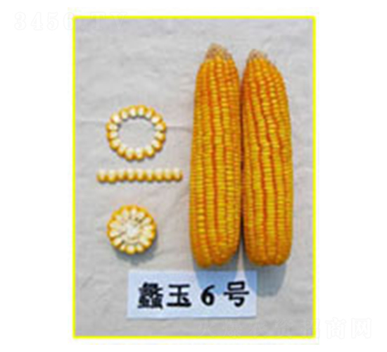 蠡玉6號-玉米種子-蠡玉