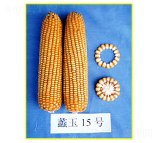 蠡玉15號(hào)-玉米種子-蠡玉