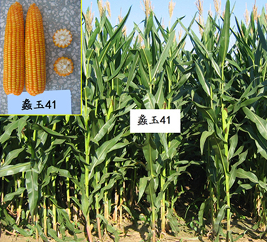 蠡玉41號-玉米種子-蠡玉