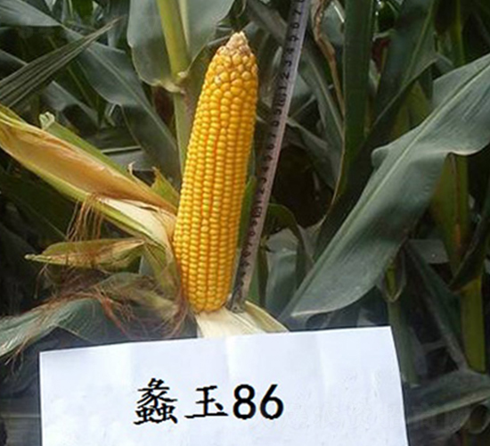 蠡玉86-玉米種子-蠡玉