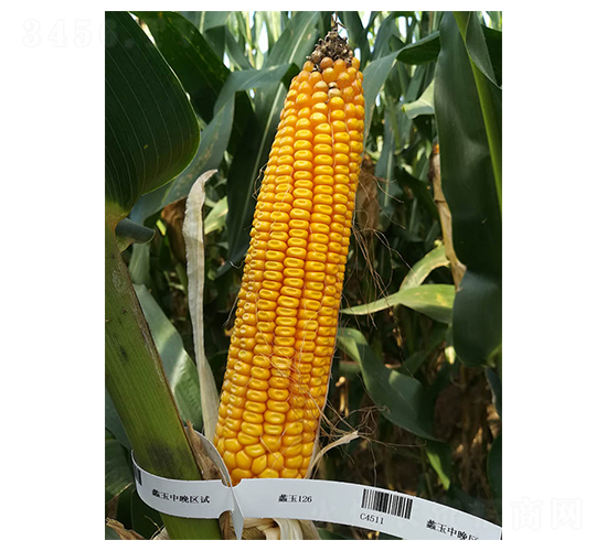 蠡玉126-玉米種子-蠡玉