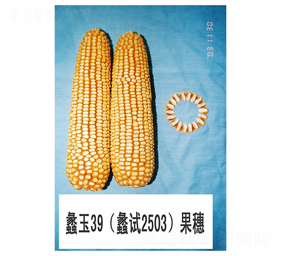 蠡玉39-玉米種子-蠡玉