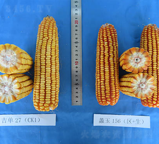 蠡玉156-玉米種子-蠡玉