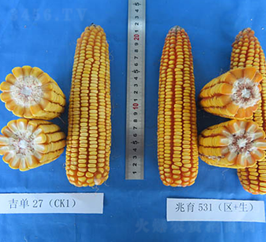兆育531-玉米種子-蠡玉