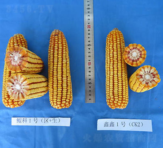鯤科1號-玉米種子-蠡玉