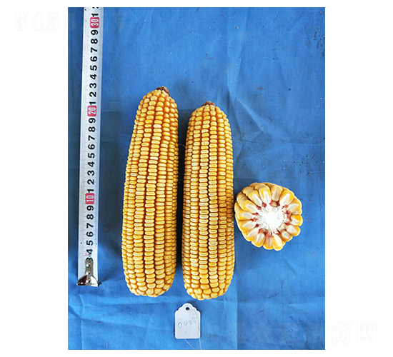 �H��2̖(h��o)-���׷N��-���