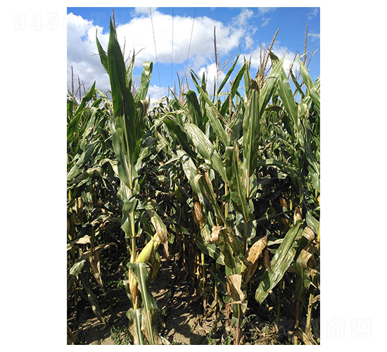 蠡玉103-玉米種子-蠡玉