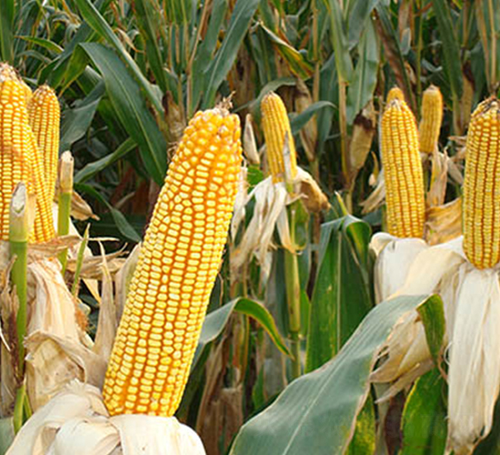 蠡玉16號-玉米種子-蠡玉