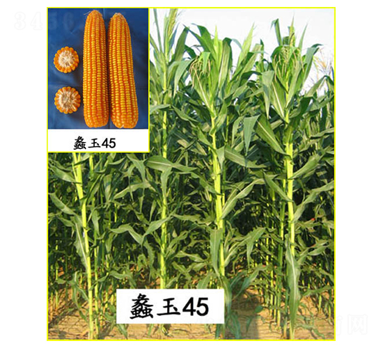 蠡玉45號-玉米種子-蠡玉