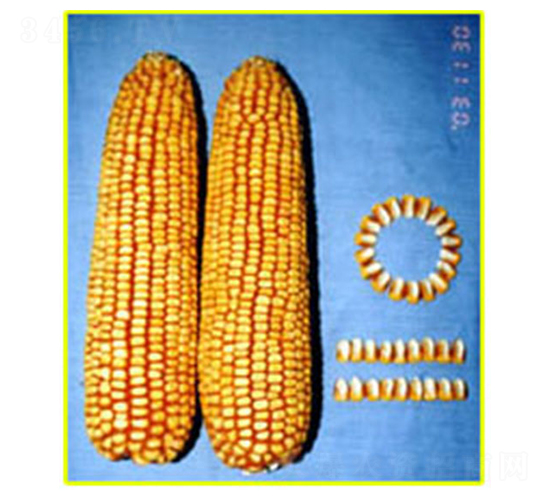 蠡玉13號-玉米種子-蠡玉