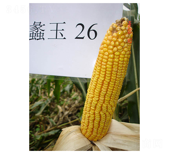 ���26̖(h��o)-���׷N��-���