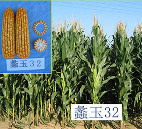 ���32̖(h��o)-���׷N��-���