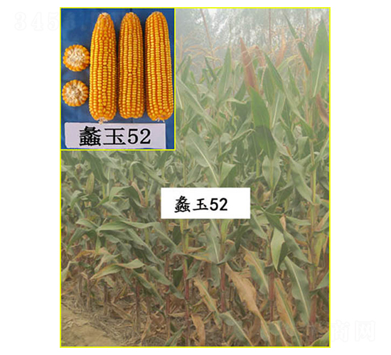 蠡玉52-玉米種子-蠡玉