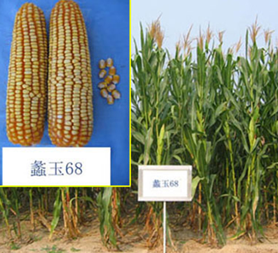 ���68̖(h��o)-���׷N��-���