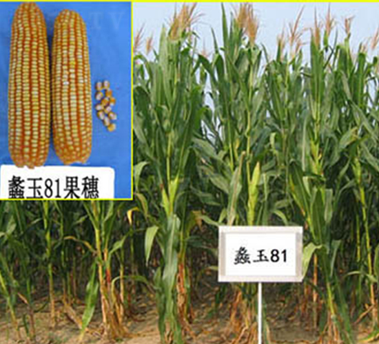 蠡玉81號-玉米種子-蠡玉