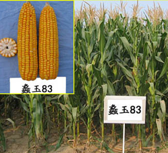 蠡玉83號-玉米種子-蠡玉