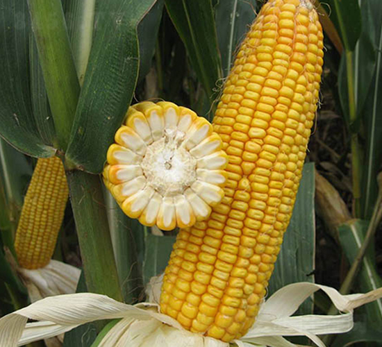 ���37̖(h��o)-���׷N��-���