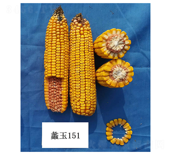 蠡玉151-玉米種子-蠡玉