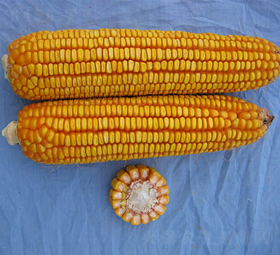 蠡玉102-玉米種子-蠡玉