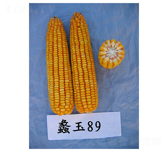 蠡玉89-玉米種子-蠡玉