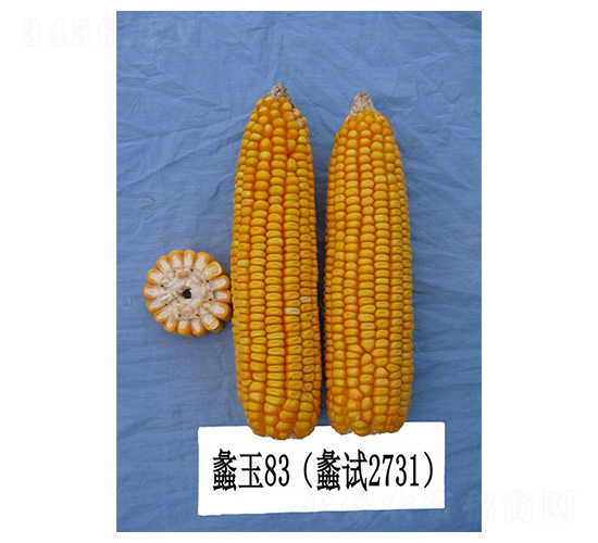 蠡玉83-玉米種子-蠡玉