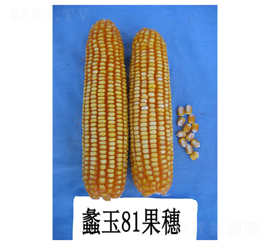 蠡玉81-玉米種子-蠡玉