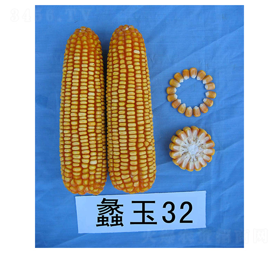 蠡玉32-玉米種子-蠡玉