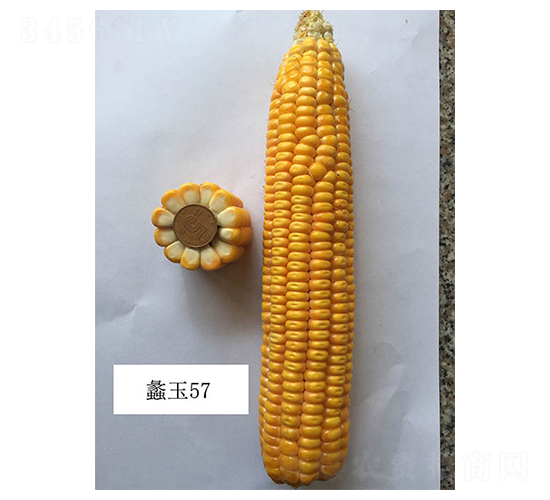 蠡玉57-玉米種子-蠡玉