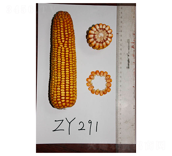 ���69-���׷N��-���