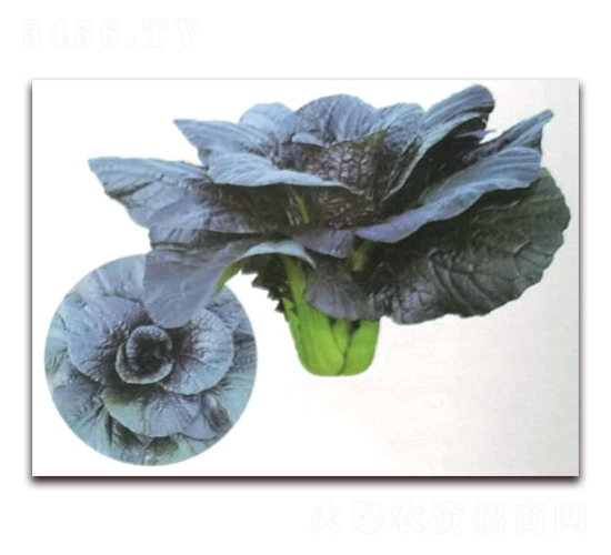 ���Ͱײ�-�ײ˷N��-�����o(j��)