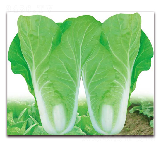 ��ʿɽ���-�ײ˷N��-�����o(j��)