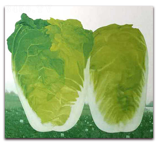 ��{���޲�-���޲˷N��-�����o(j��)