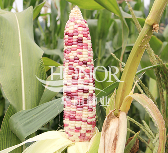 華耐糯玉四號-玉米種子-華耐種業(yè)