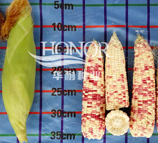 彩甜糯8號-玉米種子-華耐種業(yè)