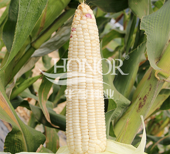 華糯二號(hào)-玉米種子-華耐種業(yè)