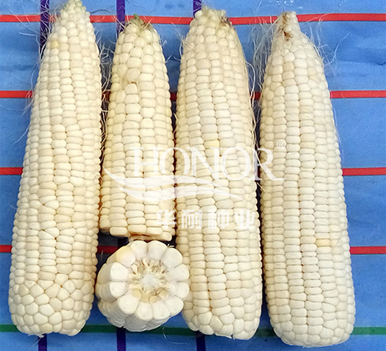 甜糯182號(hào)-玉米種子-華耐種業(yè)