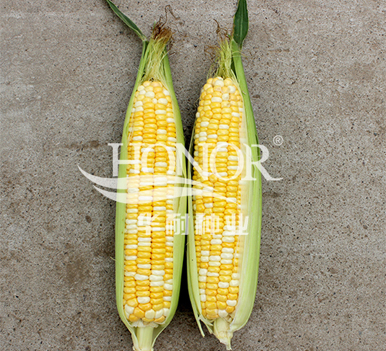 鄂甜玉3號-玉米種子-華耐種業(yè)
