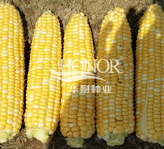 羞月7號(hào)-玉米種子-華耐種業(yè)