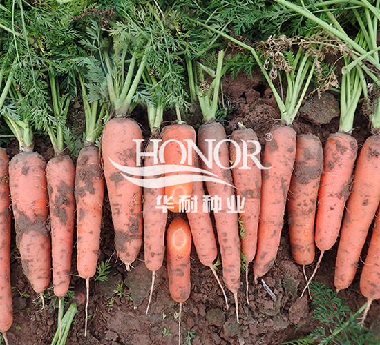 參紅026-蘿卜種子-華耐種業(yè)