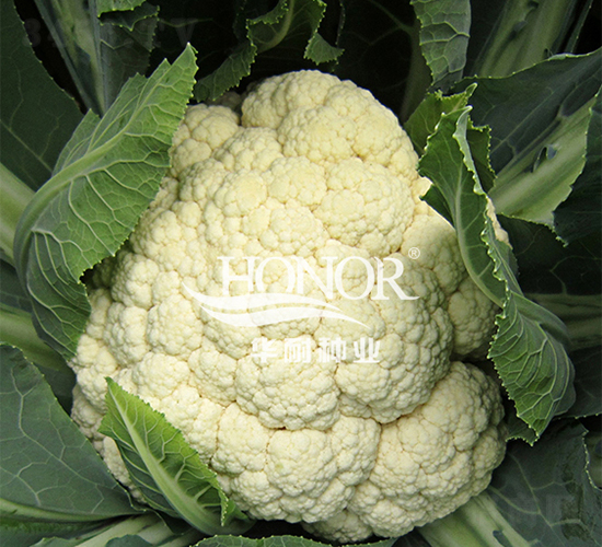 凱旋65-花菜種子-華耐種業(yè)