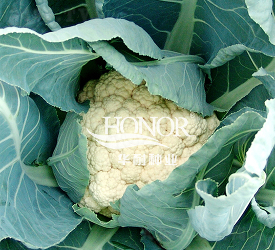 荷蘭雪-花菜種子-華耐種業(yè)