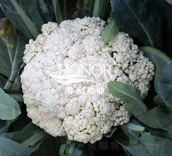 華耐松花75-花菜種子-華耐種業(yè)