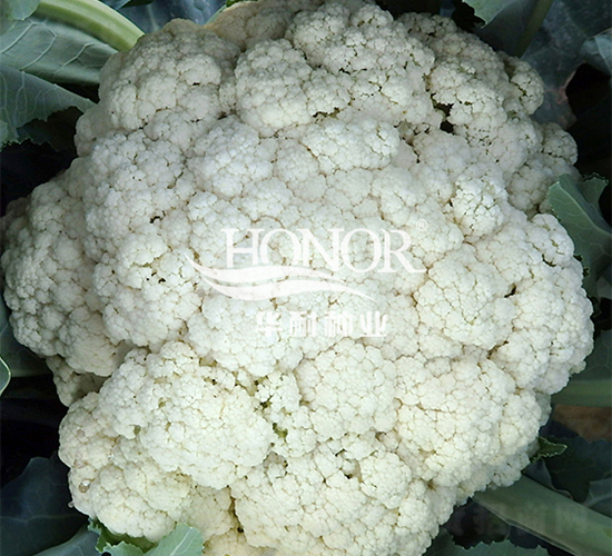 華耐松花80-花菜種子-華耐種業(yè)