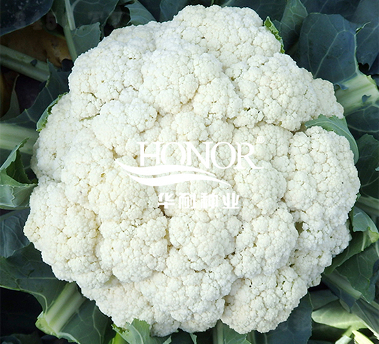 晗松松花90-花菜種子-華耐種業(yè)